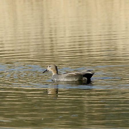 Gite De L'Etang Belval-en-Argonne Eksteriør bilde