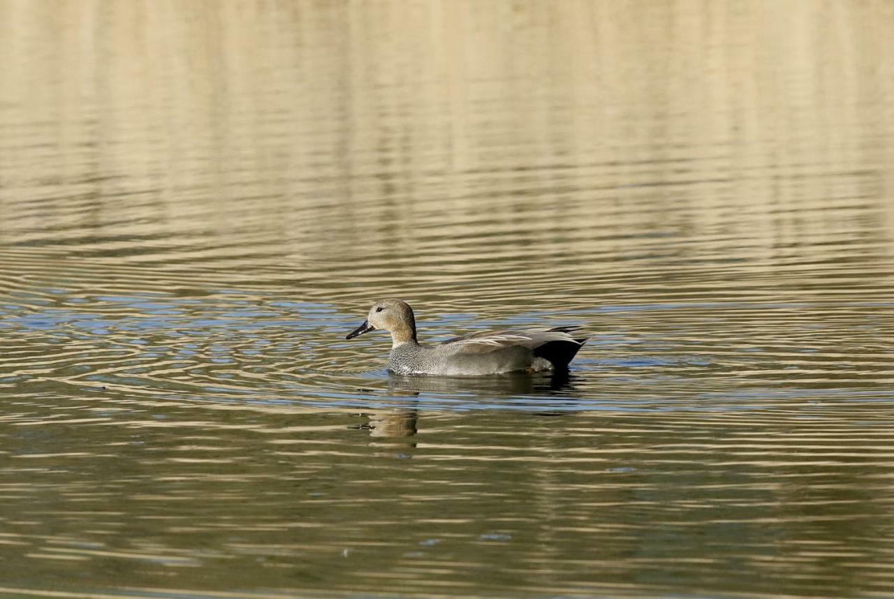 Gite De L'Etang Belval-en-Argonne Eksteriør bilde